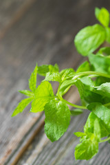 Mint leaves. Grey wooden background