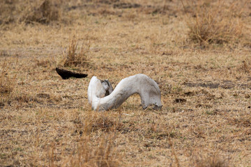Ngorongorokrater – Nationalpark - Tansania
