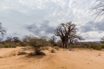 Baobabbaum (Adansonia digitata) - Afrikanischer Affenbrotbaum - Tansania