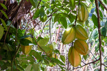 Blurred green background with berries and fruits of rainforest, jungle of Amazon River basin in South America