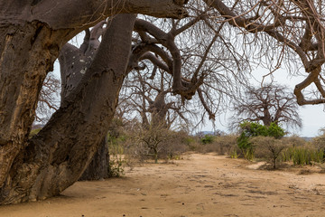 Fototapeta na wymiar Baobabbaum (Adansonia digitata) - Afrikanischer Affenbrotbaum - Tansania