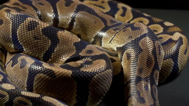 Video of royal python on dark background