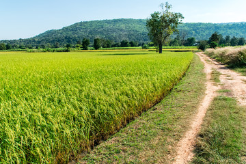 Obraz premium Rice field green