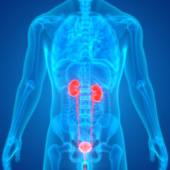 Human Urinary System Anatomy