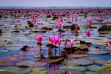 Beautifui red lotus