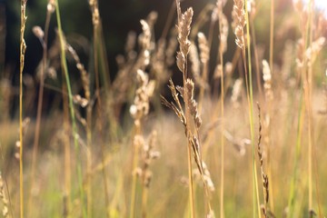 field of wheat