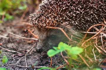 Hedgehog in the garden. Hedgehog close up