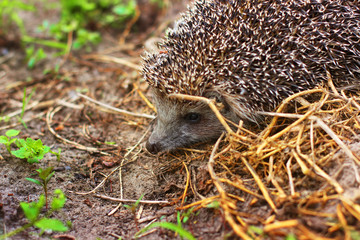 Hedgehog in the garden. Hedgehog close up