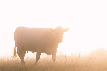 cow in morning glory
