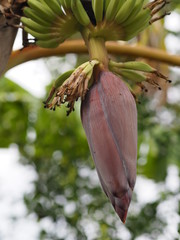 banana blossom, flower bud end of a flowering banana stalk used as a vegetable plant in nature background (4)