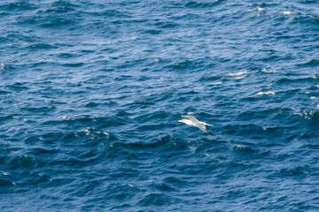 Fototapeta premium Der Westen von Irland