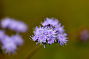 Floss flower in full bloom in Vietnam