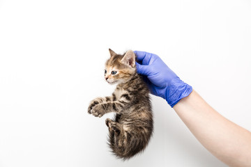 Checkup and treatment of kitten by a doctor at a vet clinic isolated on white background,...