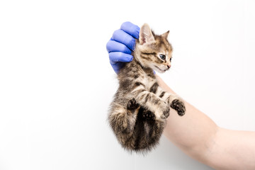 Checkup and treatment of kitten by a doctor at a vet clinic isolated on white background,...