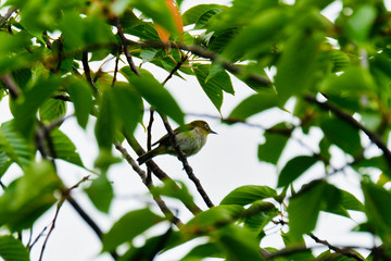 white eye on branch