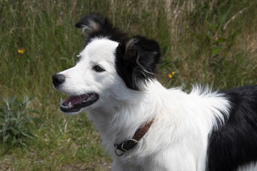 Junger Hund - Irland