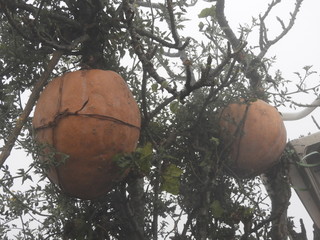 pumpkins tied to the tree, its a style of storing pumpkins in tribal areas in a foggy morning