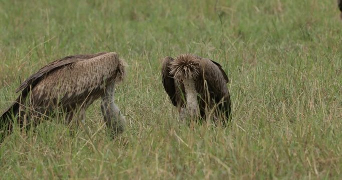 Ruppell vulture, white-backed vulture and Lappet faced vultures in Masai Mara long grass at a kill. Kenya, East Africa. 