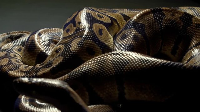 Video of royal python on dark texture