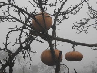 pumpkins tied to the tree, its a style of storing pumpkins in tribal areas in a foggy morning