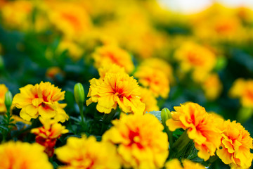 Yellow flower fields bloom in the garden.
