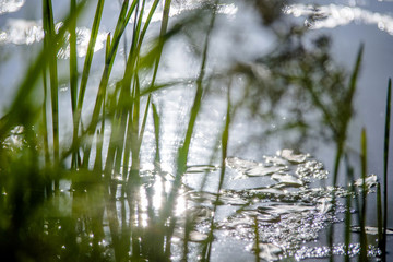 Grass and sun glare on the water 