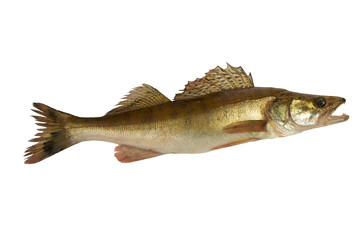 Pike fresh without retouching on a light background