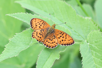 Brenthis ino, known as the lesser marbled fritillary, a butterfly of the family Nymphalidae