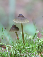 Olive edge bonnet,  Mycena viridimarginata, wild mushroom from Finland