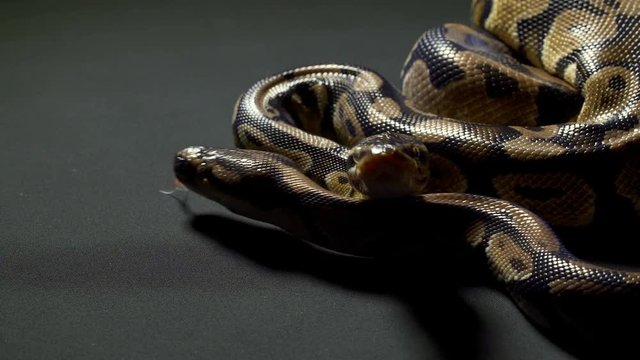 Video of ball python on black