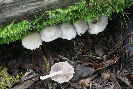 Psathyrella candolleana, known as pale brittlestem mushroom or common psathyrella