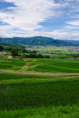 田植えが終わった姨捨の棚田