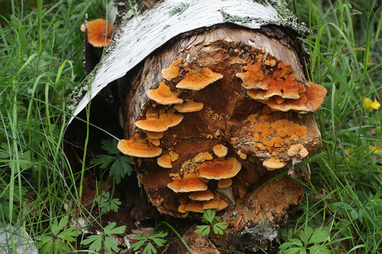 Pycnoporellus fulgens, an orange bracket fungus growing on birch in Finland