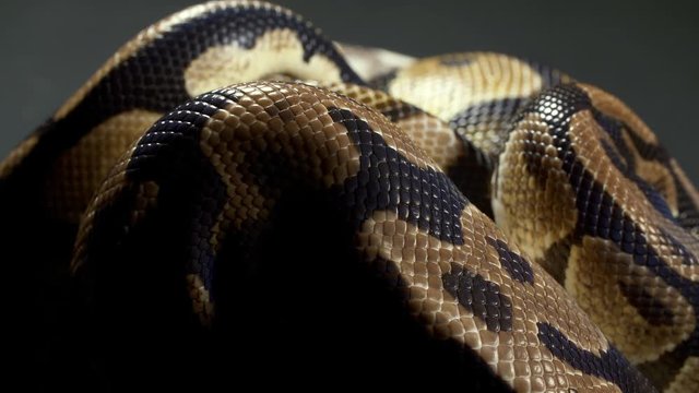 Video of ball python on dark texture