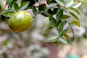 Blurred green background with berries and fruits of rainforest, jungle of Amazon River basin in South America