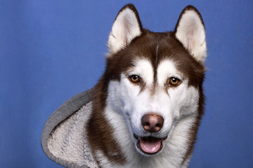 Portrait of a beautiful Siberian husky dog dressed in a gray hoodie