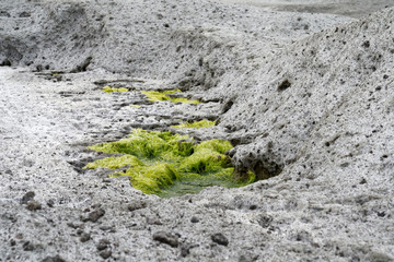Algea plants growing out of holes of surreal vulcanic moon landscape (vulcanic ground) Cane Malu at...