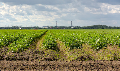 Fototapeta na wymiar Potato-planted field in the countryside of the Leningrad region.