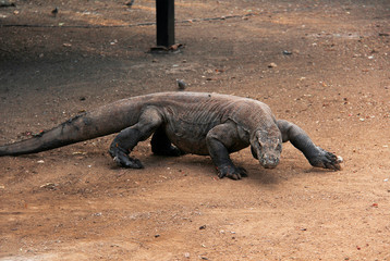 Stalking Komodo Dragon in Komodo National Park in Flores, Indonesia.