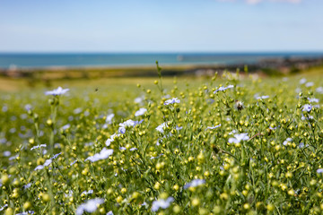 Fototapeta premium Seaford Field