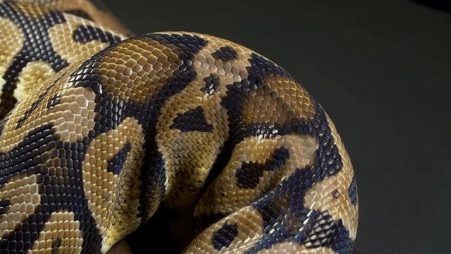 Video of ball python in black background