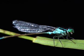 Coenagrion puella on a leaf
