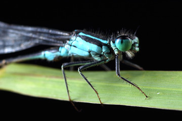 Coenagrion puella on a leaf