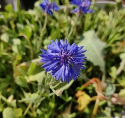 cornflower bloom