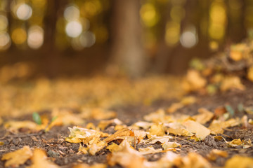 Autumn forest. Closeup of yellow leaves fallen on ground over blurred nature park background.