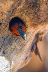 Black collared Barbet nesting in tree hole in Kruger National park, South Africa ; Specie Lybius...