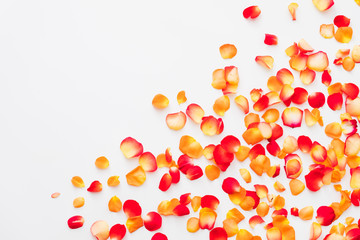 Flower festival. Flat lay of red and orange rose petals scattered over white background. Copy space.