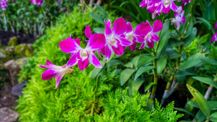 Fototapeta premium Lilac, purple and white orchid from National Orchid Garden, Singapore