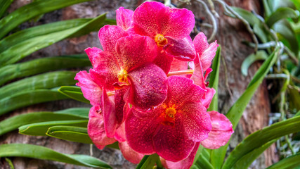 Flower with large petals. Extreme red and pink orchid from National Orchid Garden, Singapore