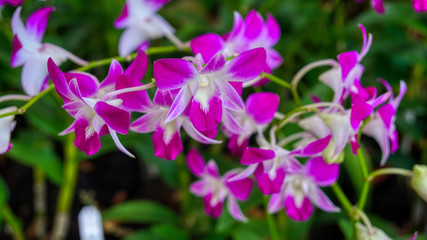 Fototapeta na wymiar Exotic lilac and white orchid from National Orchid Garden, Singapore